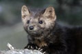 American marten, Martes americana,