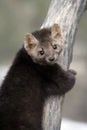 American marten, Martes americana,