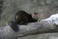 American marten, Martes americana,