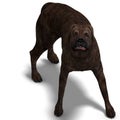 American Mastiff Dog. 3D rendering with clipping