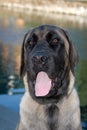 American Mastiff puppy Royalty Free Stock Photo