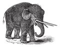 American mastodon or Mammut americanum vintage engraving Royalty Free Stock Photo