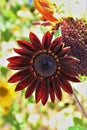 American Meadow Sunflower in bloom in the desert, Arizona, United States