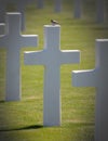 The American military cemetary in Luxembourg, bird on top of a grave Royalty Free Stock Photo