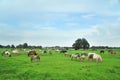 American mini horses Royalty Free Stock Photo