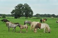 American mini horses Royalty Free Stock Photo