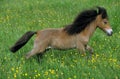 American Miniature Horse, Adult in Meadow Royalty Free Stock Photo