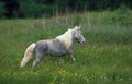 American Miniature Horse, Adult in Meadow Royalty Free Stock Photo