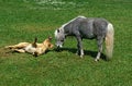 American Miniature Horse, Adult Playing with Labrador Dog Royalty Free Stock Photo