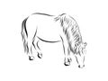 American Miniature horse, black and white doodle sketch vector illustration, hand drawn animal drawing, isolated on white