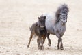 American miniature horse with a foal. A thoroughbred beautiful mini horses. Sunlight. Summer Royalty Free Stock Photo