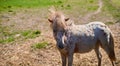 American miniature horse grazes in a meadow. Close-up. Summer. Royalty Free Stock Photo