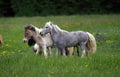 American Miniature Horse, Group of Adults standing in Meadow Royalty Free Stock Photo