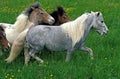 American Miniature Horse, Group in Meadow Royalty Free Stock Photo