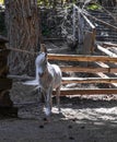 American miniature horse. Palomino foal at the stable Royalty Free Stock Photo