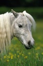 American Miniature Horse, Portrait of Adult eating Grass Royalty Free Stock Photo