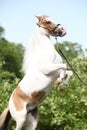 American miniature horse prancing