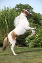 American miniature horse prancing