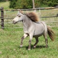 American miniature horse stallion running Royalty Free Stock Photo