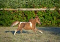 American miniature pony horse Royalty Free Stock Photo