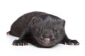 American Mink 1 month Royalty Free Stock Photo