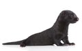 American Mink 1 month Royalty Free Stock Photo