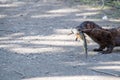 An American mink bringing a fish back to its nest. Royalty Free Stock Photo