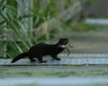 American Mink that caught a frog Royalty Free Stock Photo