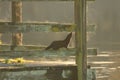 American Mink climbing wooden dock railing