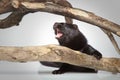 American mink crawls on branches Royalty Free Stock Photo