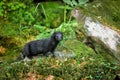 American mink in the Czech nature Royalty Free Stock Photo