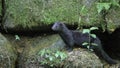 American mink in the Czech nature Royalty Free Stock Photo