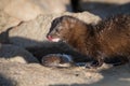 American Mink Eating Tasty Fish Along Lake Ontario