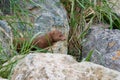 American mink hunts in boulders and grass near Clover Point Royalty Free Stock Photo