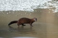 American mink looking for food on the riverbank Royalty Free Stock Photo