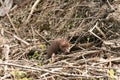 American Mink Mustela vison eating freshly caught food in the undergrove Royalty Free Stock Photo