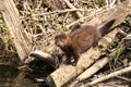 American Mink Mustela vison eating freshly caught food in the undergrove Royalty Free Stock Photo