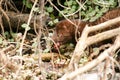 American Mink Mustela vison eating freshly caught food in the undergrove Royalty Free Stock Photo