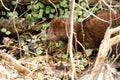 American Mink Mustela vison eating freshly caught food in the undergrove Royalty Free Stock Photo