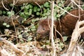 American Mink Mustela vison eating freshly caught food in the undergrove Royalty Free Stock Photo