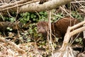 American Mink Mustela vison eating freshly caught food in the undergrove Royalty Free Stock Photo