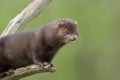 American mink, Mustela vison Royalty Free Stock Photo