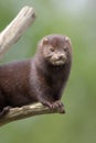 American mink, Mustela vison