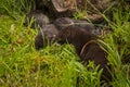 American Mink Neovison vison Adult and Kit Nose to Nose Royalty Free Stock Photo