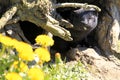 American mink / Neovison vison in front of its den Royalty Free Stock Photo