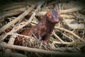 American Mink (Neovison vison)