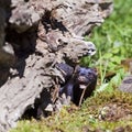 American Mink Neovison vison with young Royalty Free Stock Photo