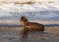 An American Mink in the Poudre River Royalty Free Stock Photo