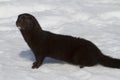 American mink standing in the snow near a small river in win Royalty Free Stock Photo