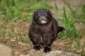 American mink staring at camera Royalty Free Stock Photo